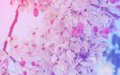 Obraz na płótnie Canvas Blurred beautiful pink cassia flowers soft focus for background
