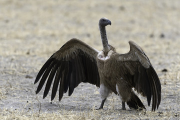 African White-Backed Vulture - Witruggier