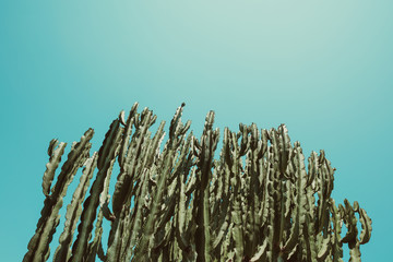 Cactus green big plant bush at sunny day sky on background vintage color stylized