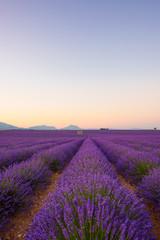 Fototapeta premium Lawendowe pole o wschodzie słońca Valensole Plateau Provence ikoniczny francuski krajobraz pola z rzędami kwitnących krzewów lawendy