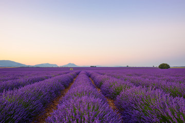 Naklejka na ściany i meble Lavender field at sunrise Valensole Plateau Provence iconic french landscape