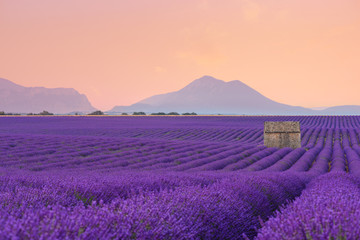 Naklejka na ściany i meble Lavender field Provance France at sunrise