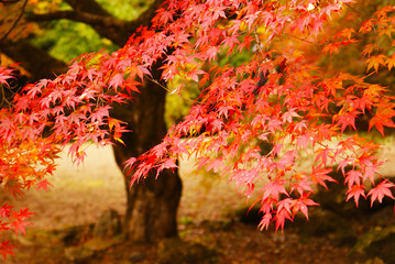紅葉が綺麗な公園 11月頃