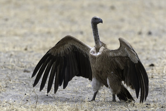 African White-Backed Vulture - Witruggier