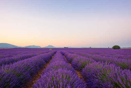 Lavender field at sunrise Valensole Plateau Provence iconic french landscape