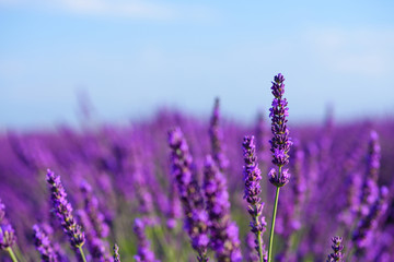 Flowering lavender bush on field macro