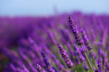 Blossoming lavender bush on field macro