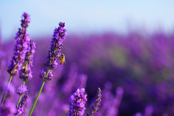 Fototapeta na wymiar Bee in blossoming lavender flowers feeding on nectar and pollen. Honeybee pollinating lavender bushes on field honey Provence France.