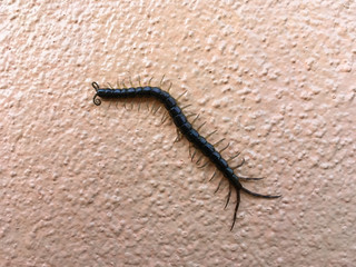 Black centipede, kind of arthropods animal, Poison animal