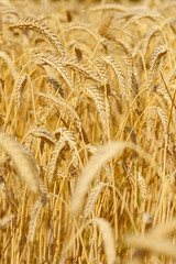 Wheat field closeup golden ripe in July harvest ready