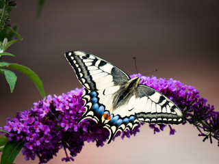 Schwalbenschwanz auf Sommerflieder
