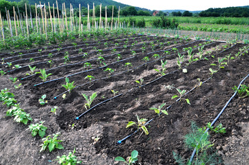 Drip irrigation system