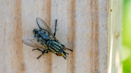 Common Housefly, closeup top view, on the wooden background. Musca domestica.