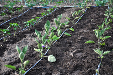 Drip irrigation system