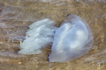 Fototapeta na wymiar Large sea jellyfish 