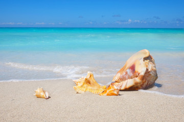 Obraz na płótnie Canvas Sea shells on the sandy beach