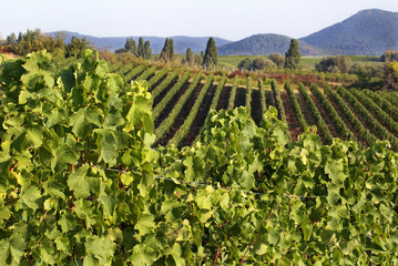 Weinberge in der Pfalz