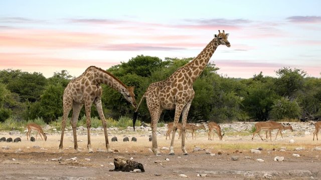 Giraffe on Etosha with stripped hyena, Namibia safari wildlife