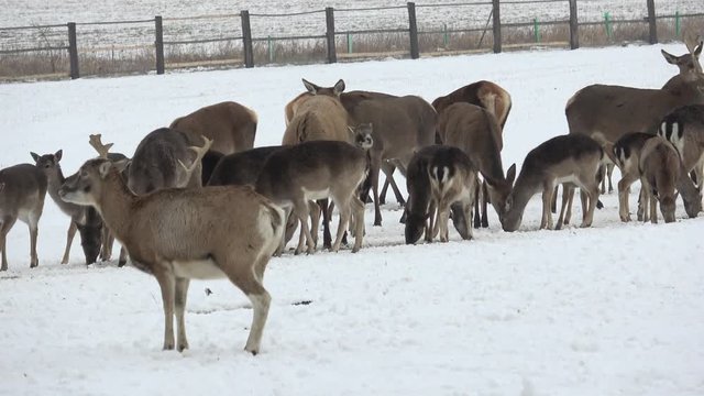 A large herd of European red deer and fallow deer on the feeding platform in winter.