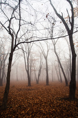 Fototapeta na wymiar A thick fog in the forest