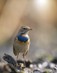 Bluethroat