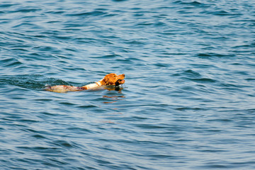 Red-haired dog swims in the water with stick in his teeth.