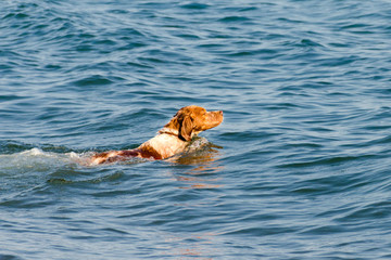 Red-haired dog swims in sea water.