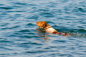 Red-haired dog swims in sea water.