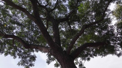 árbol del paraiso