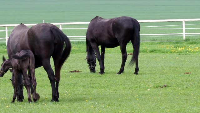 Black kladrubian horse, mare with foal on pasture
