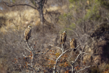 White backed Vulture in Kruger National park, South Africa ; Specie Gyps africanus family of Accipitridae