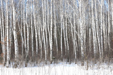 Black and white birch trees with birch bark in birch forest among other birches in winter on snow