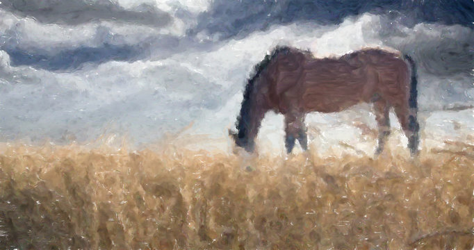Stallion. Field of Wheat