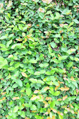 green leafs for background  natural wallpaper background