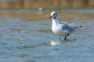 Fototapeta premium Gull on the west coast in Sweden