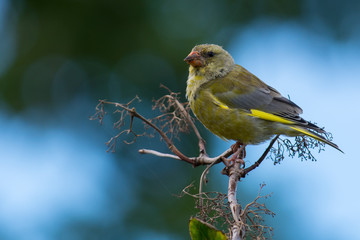 European greenfinch on a branch