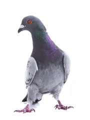 gray dove isolated