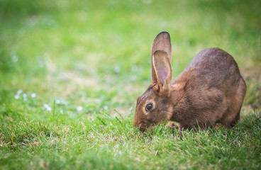 brown rabbit in green grass