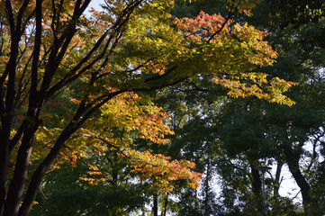 緑から赤へ紅葉が進む木の葉のグラデーション