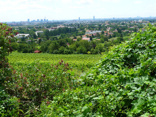 Fototapeta na wymiar Weingärten und Vororte von Wien Ein Weingarten am Bisamberg mit Blick auf Wien. 