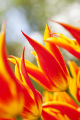 Tulip flame