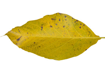 yellow walnut leaves,The nut leaves are yellow on a white background