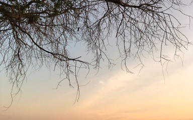 Fototapeta na wymiar Silhouette tree branch on the sunset sky