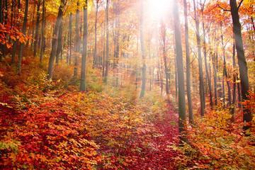 Rays in the colourful forest