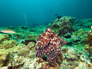 Octopus moving over a coral reef