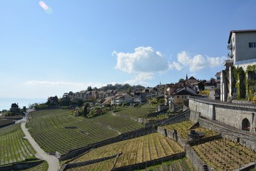 Vignoble, Chexbres