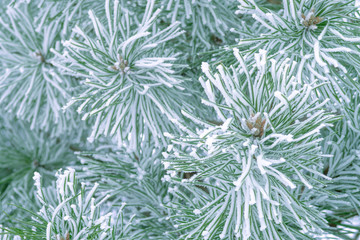 Pine trees covered with frost. Pine needles in snow. Cloudy frosty day.Spruce branches in the snow.