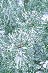 Naklejka na ściany i meble Pine trees covered with frost. Pine needles in snow. Cloudy frosty day.Spruce branches in the snow.
