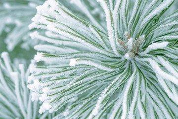 Pine trees covered with frost. Pine needles in snow. Cloudy frosty day.Spruce branches in the snow.