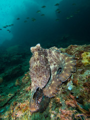 Octopus on a coral reef